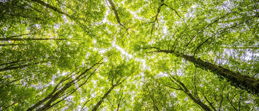 Bomen planten voor een goed doel